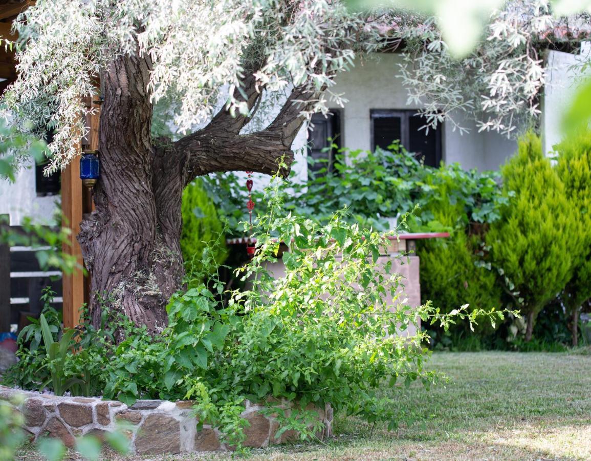 Villa Menie - Golden Fig Sykia Lodge Paralia Sikias Exterior photo